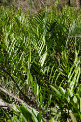 Acrostichum speciosum