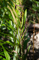 Acrostichum speciosum