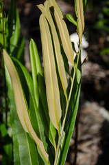 Acrostichum speciosum