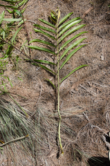 Acrostichum speciosum