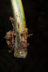 Acrostichum speciosum