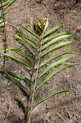 Acrostichum speciosum