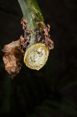 Acrostichum speciosum