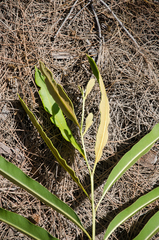 Acrostichum speciosum
