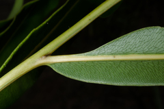 Acrostichum speciosum