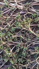 Portulaca oleracea