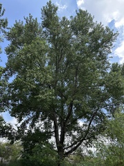 Populus mexicana, photograph (c) Andrea Villarreal Rodríguez, some rights reserved (CC BY)