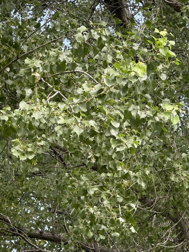 Populus mexicana, photograph 4