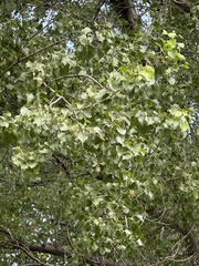 Populus mexicana, photograph (c) Andrea Villarreal Rodríguez, some rights reserved (CC BY)