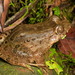 Leptodactylus discodactylus - Photo (c) Andreas Kay,  זכויות יוצרים חלקיות (CC BY-NC-SA)