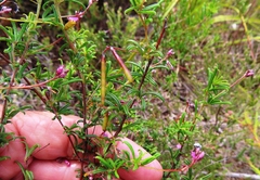 Indigofera angustifolia