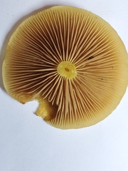 Pholiota spumosa