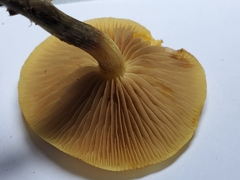 Pholiota spumosa