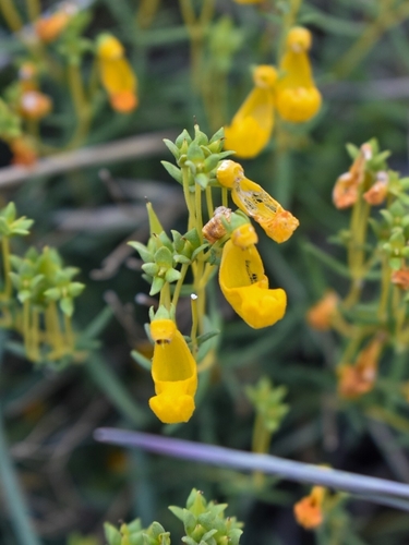 Calceolaria hypericina, photograph 2