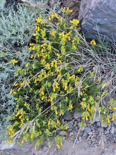 Calceolaria hypericina, photograph 3