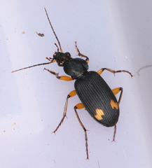 Chlaenius flaviguttatus