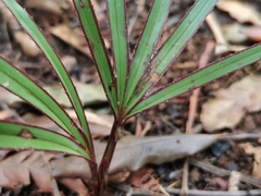 Arecaceae