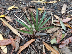 Arecaceae