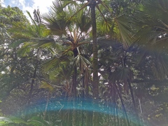 Arecaceae