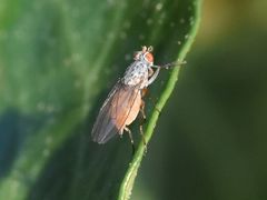 Tephrochlamys rufiventris