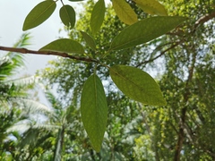 Coptosperma borbonicum