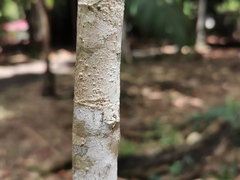 Coptosperma borbonicum
