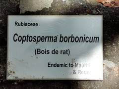 Coptosperma borbonicum