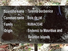 Coptosperma borbonicum