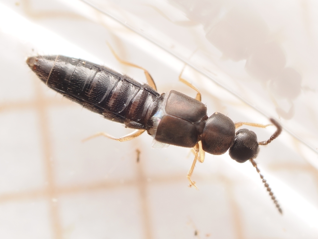 Atheta gagatina