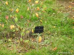 Corylopsis glabrescens