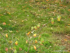Corylopsis glabrescens