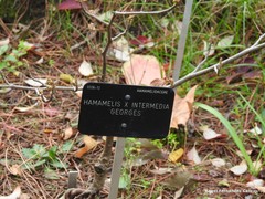 Hamamelis × intermedia