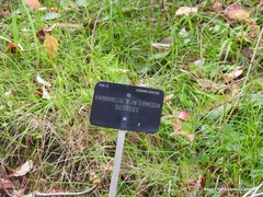 Hamamelis × intermedia