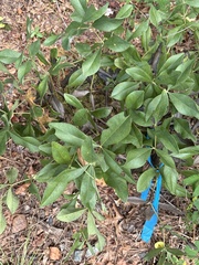 Baptisia cinerea, photograph (c) Carol Ann McCormick, some rights reserved (CC BY)