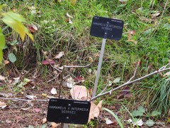 Hamamelis × intermedia