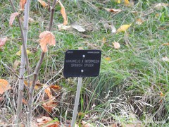 Hamamelis × intermedia