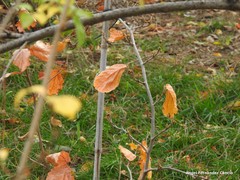 Hamamelis × intermedia