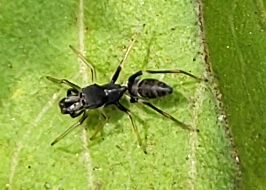 St. Helenian Ant Spider