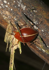 Ellipticus dorbignyi
