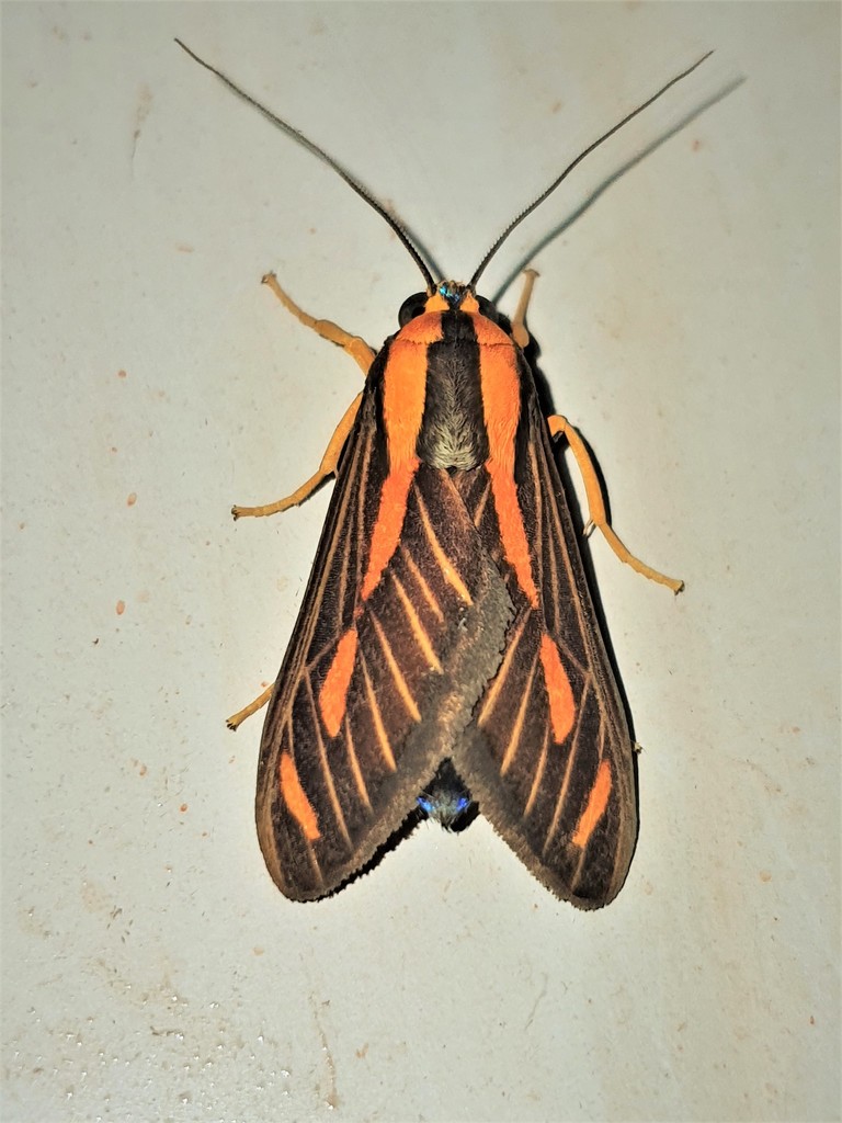 Ormetica sypilus