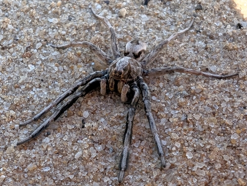Geolycosa pikei photo 3