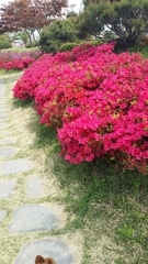 Rhododendron mucronulatum