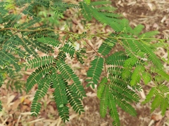 Leucaena leucocephala