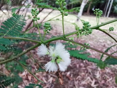 Leucaena leucocephala