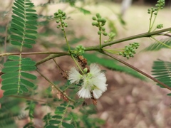 Leucaena leucocephala