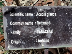 Leucaena leucocephala