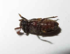 Rhipiceridae