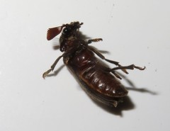 Rhipiceridae