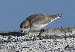 Charadrius alticola