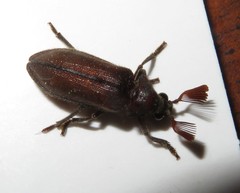 Rhipiceridae